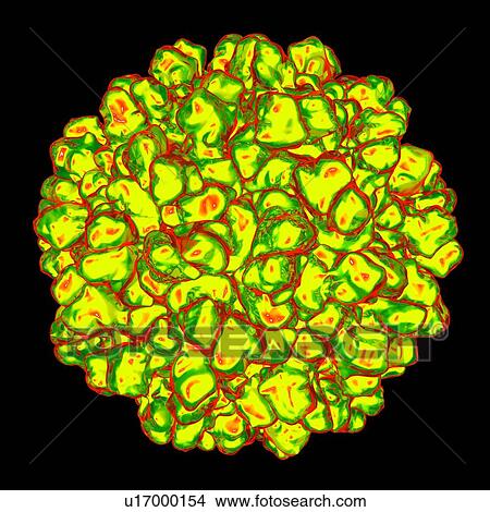 Stock Illustration - Melon necrotic spot virus, computer artwork.. Fotosearch