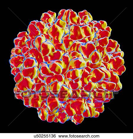 Melon necrotic spot virus, computer artwork. View Large Illustration Stock Illustration - Melon necrotic spot virus, computer artwork.. Fotosearch
