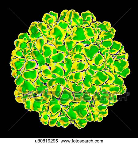 Melon necrotic spot virus, computer artwork. View Large Illustration Stock Illustration - Melon necrotic spot virus, computer artwork.. Fotosearch