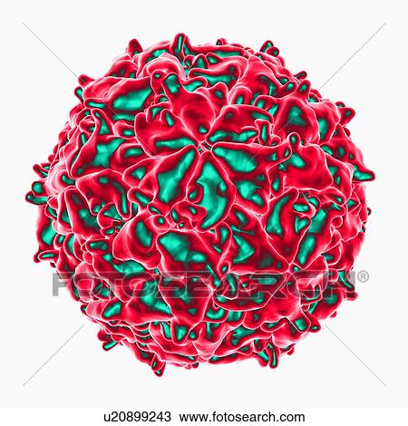 Mengo virus, computer artwork. View Large Illustration Drawing - Mengo virus, computer artwork.. Fotosearch