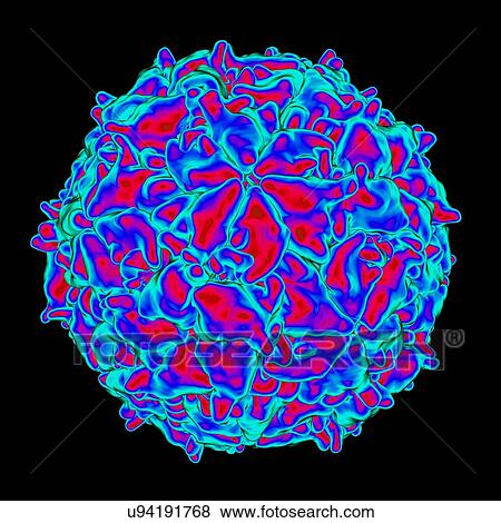 Mengo virus, computer artwork. View Large Illustration Stock Illustration - Mengo virus, computer artwork.. Fotosearch