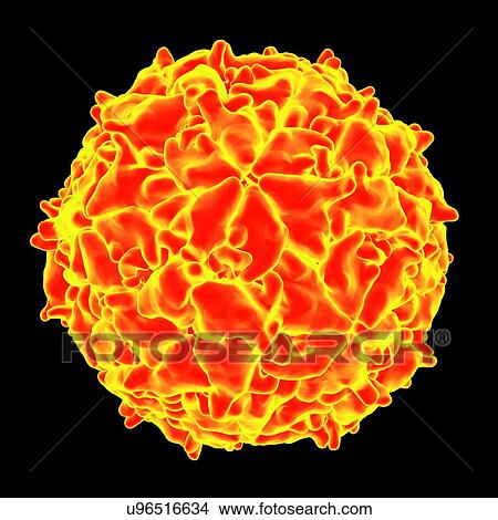 Stock Illustration - Mengo virus, computer artwork.. Fotosearch