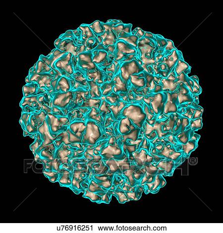 Clip Art - Norwalk virus, computer artwork.. Fotosearch