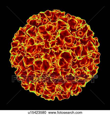 Norwalk virus, computer artwork. View Large Illustration Clipart - Norwalk virus, computer artwork.. Fotosearch