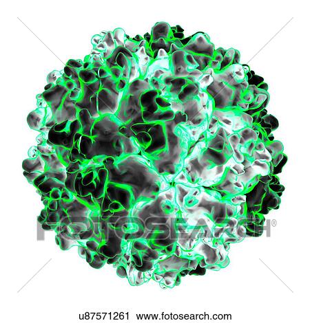 Clip Art - Picobirnavirus, computer artwork.. Fotosearch