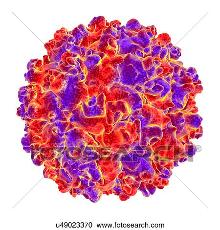 Clipart - Picobirnavirus, computer artwork.. Fotosearch