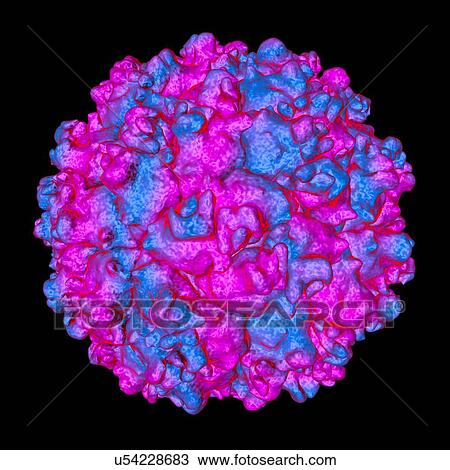 Drawing - Picobirnavirus, computer artwork.. Fotosearch