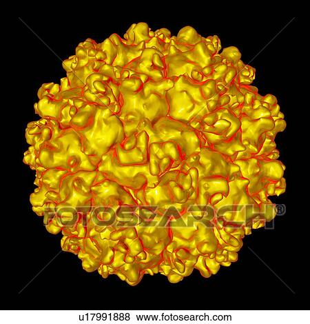 Picobirnavirus, computer artwork. View Large Illustration Stock Illustration - Picobirnavirus, computer artwork.. Fotosearch