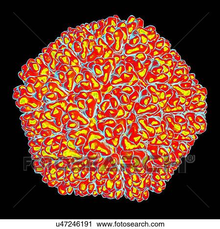 Rice dwarf virus (RDF), computer artwork. View Large Illustration Clip Art - Rice dwarf virus (RDF), computer artwork.. Fotosearch