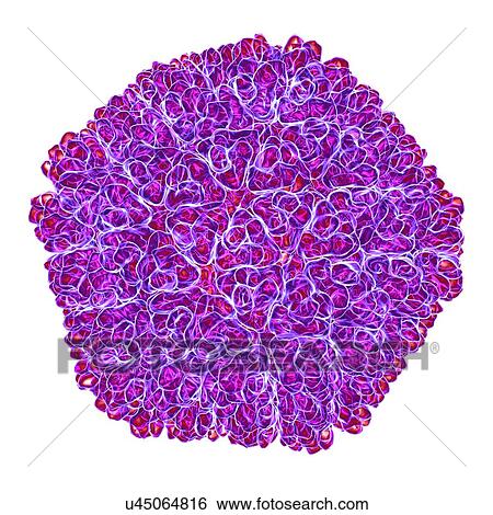 Rice dwarf virus (RDF), computer artwork. View Large Illustration Stock Illustration - Rice dwarf virus (RDF), computer artwork.. Fotosearch