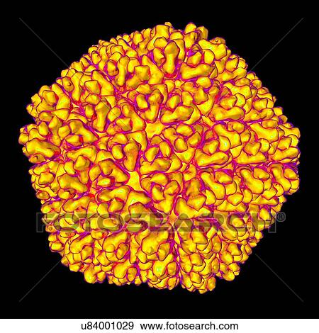 Rice dwarf virus (RDF), computer artwork. View Large Illustration Stock Illustration - Rice dwarf virus (RDF), computer artwork.. Fotosearch