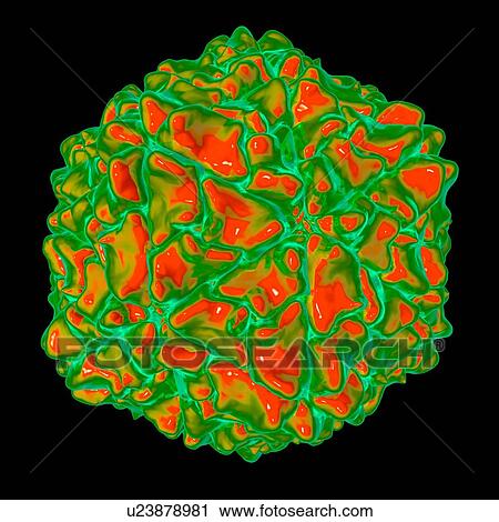 Rice yellow mottle virus, computer artwork. View Large Illustration Clip Art - Rice yellow mottle virus, computer artwork.. Fotosearch