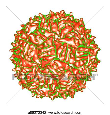 Drawing - RNA hairpin virus, computer artwork.. Fotosearch