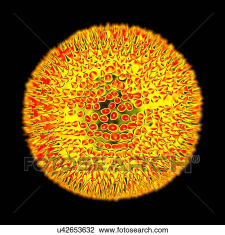 Rubella virus, computer artwork. View Large Illustration Drawing - Rubella virus, computer artwork.. Fotosearch