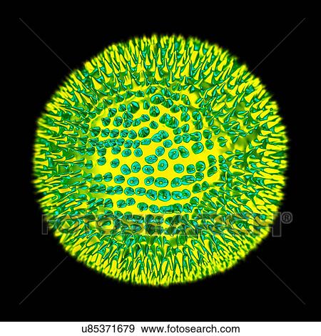 Stock Illustration - Rubella virus, computer artwork.. Fotosearch