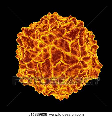 Ryegrass mottle virus, computer artwork. View Large Illustration Stock Illustration - Ryegrass mottle virus, computer artwork.. Fotosearch