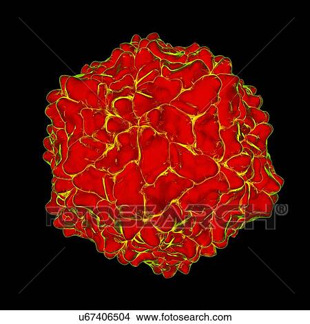 Ryegrass mottle virus, computer artwork. View Large Illustration Stock Illustration - Ryegrass mottle virus, computer artwork.. Fotosearch