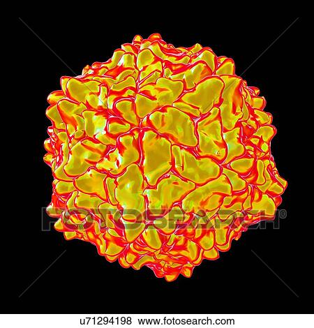 Ryegrass mottle virus, computer artwork. View Large Illustration Stock Illustration - Ryegrass mottle virus, computer artwork.. Fotosearch