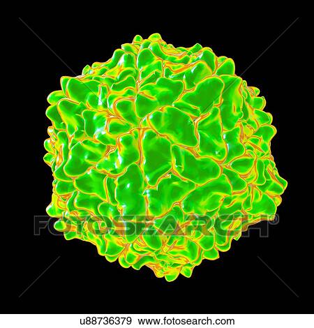 Stock Illustration - Ryegrass mottle virus, computer artwork.. Fotosearch