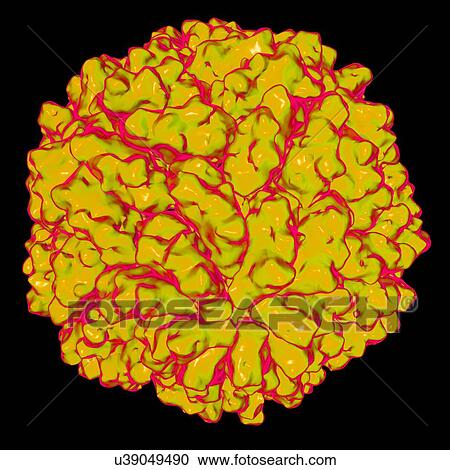 Saccharomyces cerevisiae virus L-A virus, computer artwork. View Large Illustration Clipart - Saccharomyces cerevisiae virus L-A virus, computer artwork.. Fotosearch