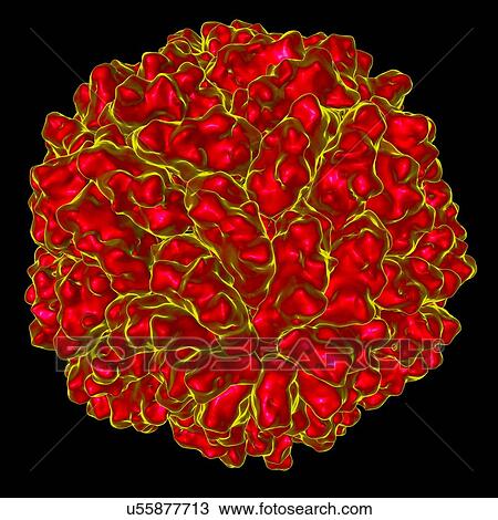 Saccharomyces cerevisiae virus L-A virus, computer artwork. View Large Illustration Drawing - Saccharomyces cerevisiae virus L-A virus, computer artwork.. Fotosearch