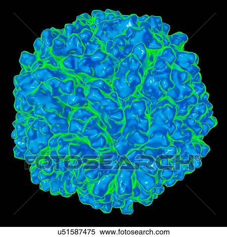 Saccharomyces cerevisiae virus L-A virus, computer artwork. View Large Illustration Stock Illustration - Saccharomyces cerevisiae virus L-A virus, computer artwork.. Fotosearch