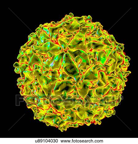 Seneca valley virus, computer artwork. View Large Illustration Clipart - Seneca valley virus, computer artwork.. Fotosearch