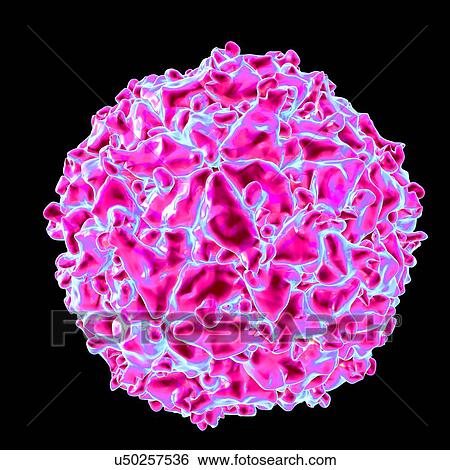 Stock Illustration - Seneca valley virus, computer artwork.. Fotosearch