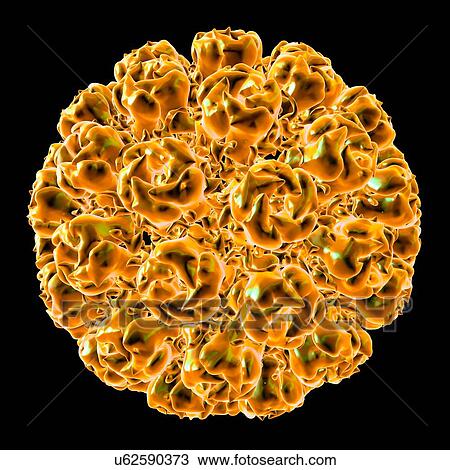 Simian virus 40, computer artwork. View Large Illustration Drawing - Simian virus 40, computer artwork.. Fotosearch