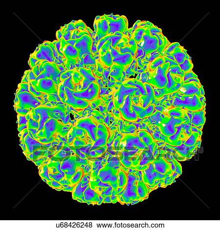 Simian virus 40, computer artwork. View Large Illustration Stock Illustration - Simian virus 40, computer artwork.. Fotosearch
