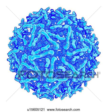 Clip Art - Sindbis virus, computer artwork.. Fotosearch