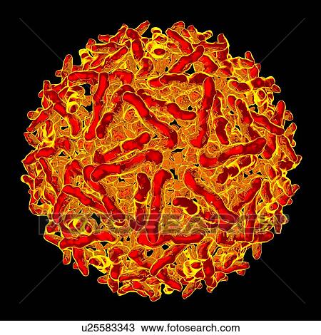 Sindbis virus, computer artwork. View Large Illustration Drawing - Sindbis virus, computer artwork.. Fotosearch