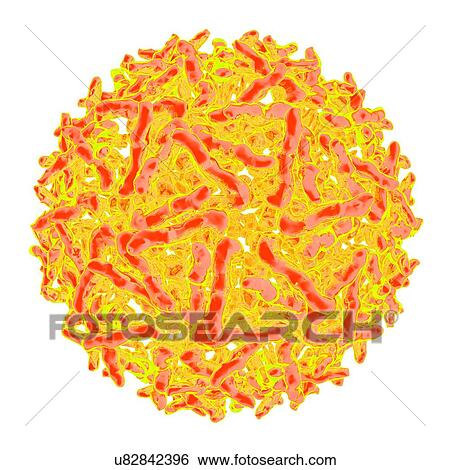 Sindbis virus, computer artwork. View Large Illustration Stock Illustration - Sindbis virus, computer artwork.. Fotosearch