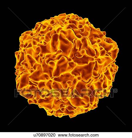 Swine vesicular virus, computer artwork. View Large Illustration Clipart - Swine vesicular virus, computer artwork.. Fotosearch