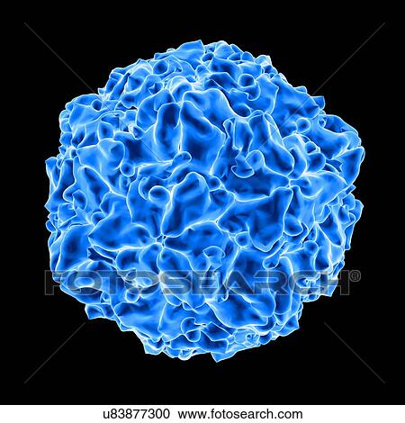 Swine vesicular virus, computer artwork. View Large Illustration Clipart - Swine vesicular virus, computer artwork.. Fotosearch