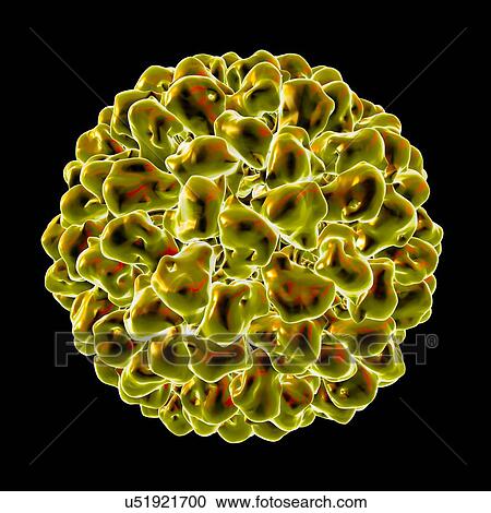 Tomato aspermy virus, computer artwork. View Large Illustration Clipart - Tomato aspermy virus, computer artwork.. Fotosearch