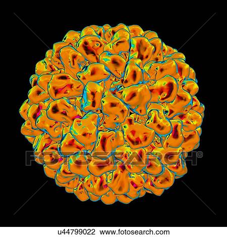 Tomato aspermy virus, computer artwork. View Large Illustration Drawing - Tomato aspermy virus, computer artwork.. Fotosearch