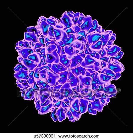 Tomato bushy stunt virus, computer artwork. View Large Illustration Clip Art - Tomato bushy stunt virus, computer artwork.. Fotosearch