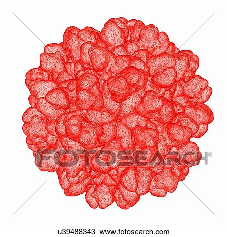 Tomato bushy stunt virus, computer artwork. View Large Illustration Drawing - Tomato bushy stunt virus, computer artwork.. Fotosearch