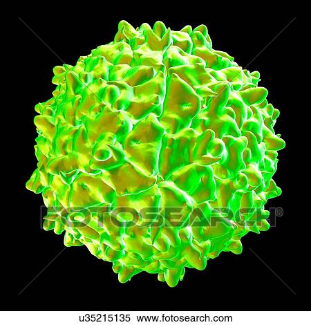 Triatoma virus, computer artwork. View Large Illustration Stock Illustration - Triatoma virus, computer artwork.. Fotosearch