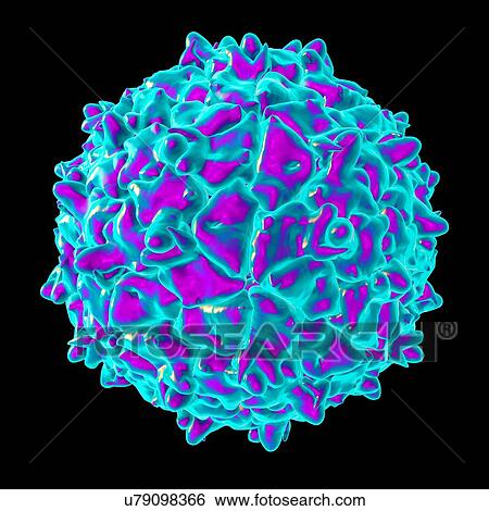 Triatoma virus, computer artwork. View Large Illustration Stock Illustration - Triatoma virus, computer artwork.. Fotosearch