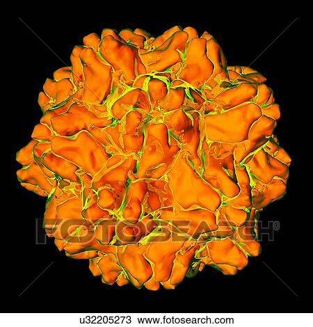 Drawing - Turnip yellow mosaic virus, computer artwork.. Fotosearch
