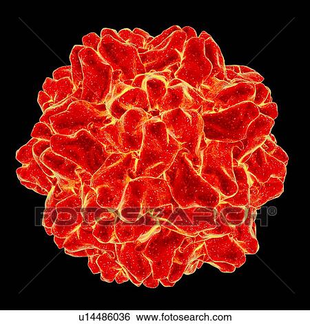 Turnip yellow mosaic virus, computer artwork. View Large Illustration Stock Illustration - Turnip yellow mosaic virus, computer artwork.. Fotosearch