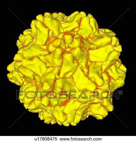 Stock Illustration - Turnip yellow mosaic virus, computer artwork.. Fotosearch