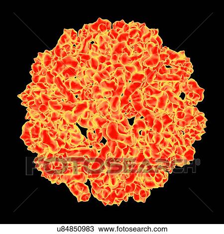 West nile virus, computer artwork. View Large Illustration Drawing - West nile virus, computer artwork.. Fotosearch