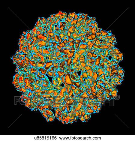 West nile virus, computer artwork. View Large Illustration Stock Illustration - West nile virus, computer artwork.. Fotosearch