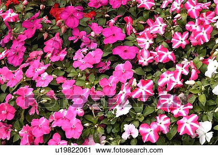 assorted floral arrangement View Large Illustration Clip Art - assorted floral arrangement. Fotosearch