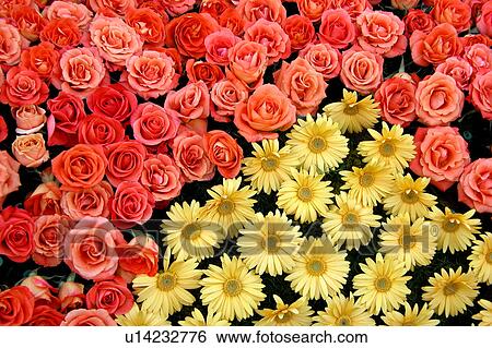 assorted floral arrangement View Large Illustration Stock Illustration - assorted floral arrangement. Fotosearch