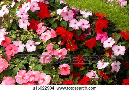 assorted floral arrangement View Large Illustration Stock Illustration - assorted floral arrangement. Fotosearch