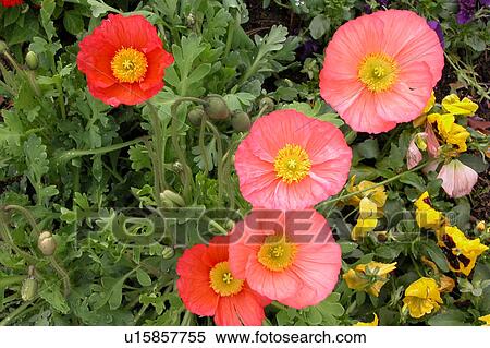 assorted floral arrangement View Large Illustration Stock Illustration - assorted floral arrangement. Fotosearch